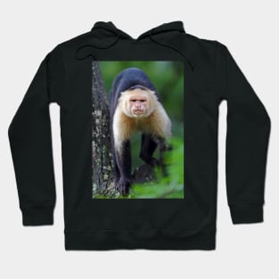 Capuchin monkey - Costa Rica Hoodie